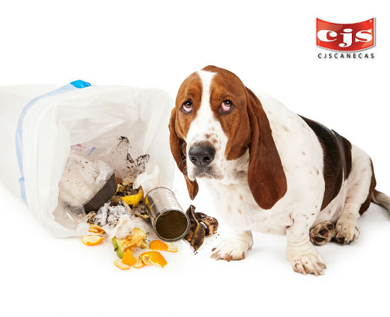 En la basura se encuentran desechos que pueden ser muy perjudiciales para la salud de su mascota.